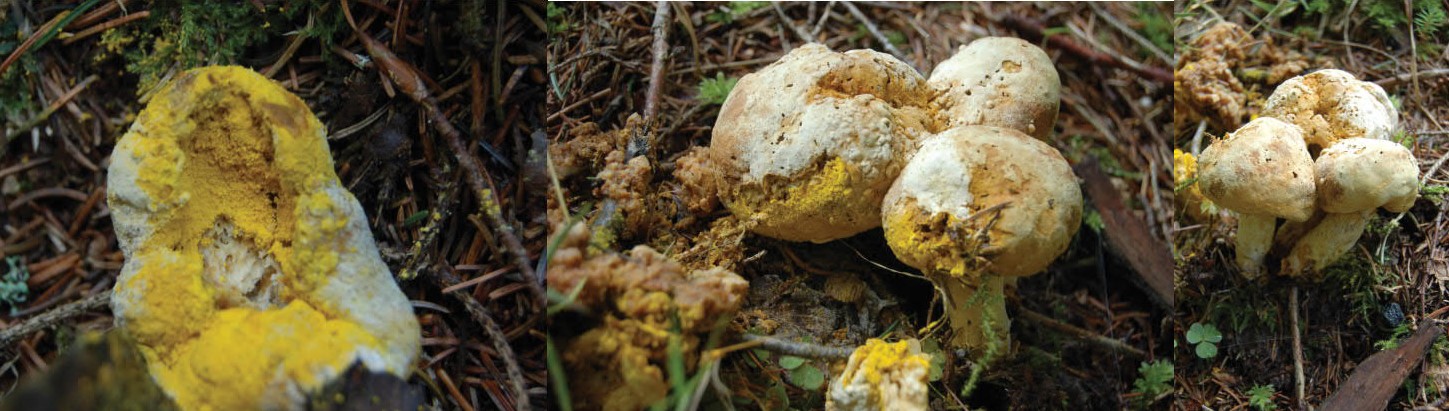 Flueelboleet ( met schimmel?)